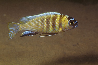 Maylandia sp. 'patricki' Nkhomo Reef